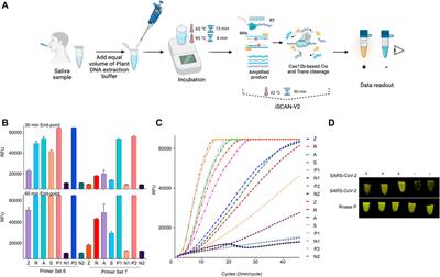 iSCAN-V2: A One-Pot RT-RPA–CRISPR/Cas12b Assay for Point-of-Care SARS-CoV-2 Detection